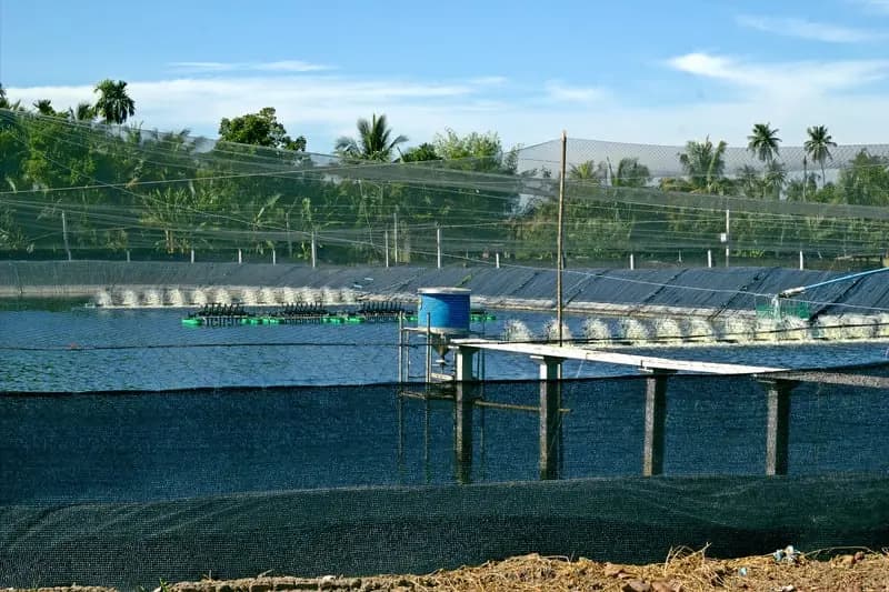 Accumulation of Pyrite that can lower pH and erode alkalinity