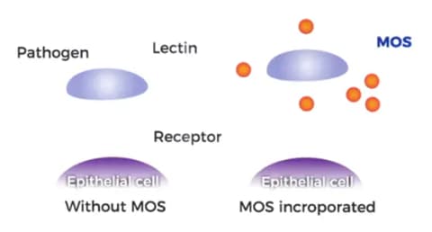 Agglutinate and excrete pathogens
