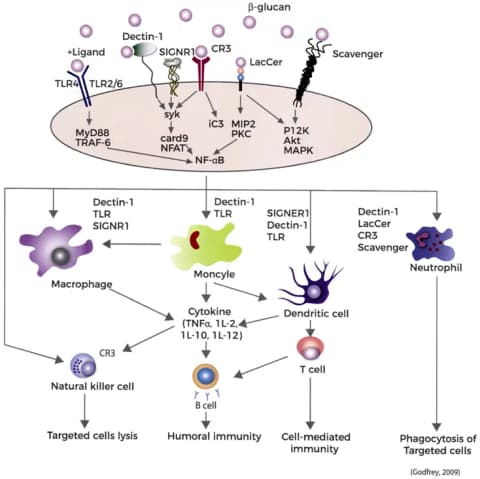 Stimulate the Immune System